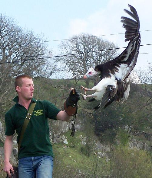 Wakefield MAG Dales Falconry Centre Rideout